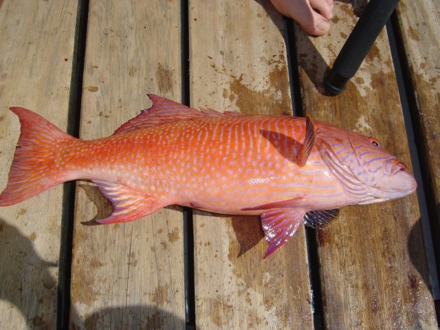 barr-cheeked trout jigged on a sea rock - Kavieng Island, PNG